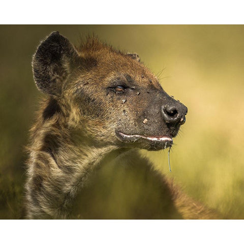 SalIVa White Modern Wood Framed Art Print by Sobhi, Ahmed