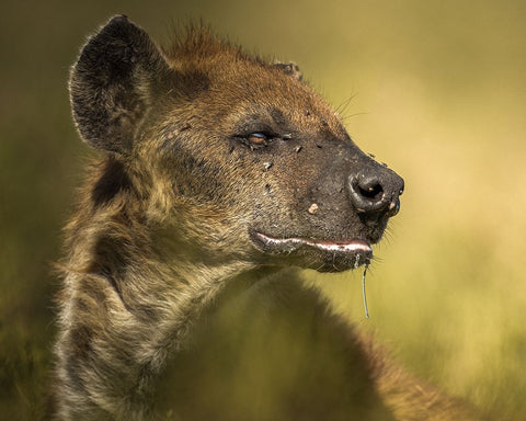 SalIVa Black Ornate Wood Framed Art Print with Double Matting by Sobhi, Ahmed