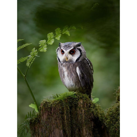 In The Deep Dark Forest White Modern Wood Framed Art Print by Groth, Martin