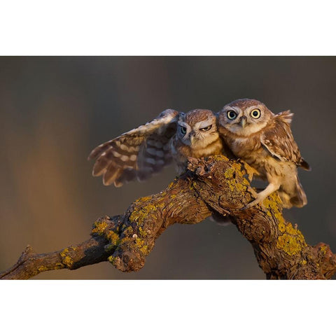 Sweet Couple Black Modern Wood Framed Art Print with Double Matting by Manusevich, David