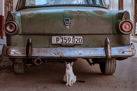 Cuban Cat With Car Black Ornate Wood Framed Art Print with Double Matting by Bauer, Andreas