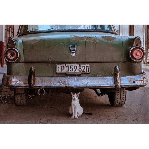 Cuban Cat With Car White Modern Wood Framed Art Print by Bauer, Andreas