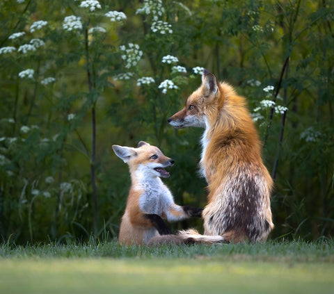 Mommy IM Hungry ! Black Ornate Wood Framed Art Print with Double Matting by Tseng, Judy