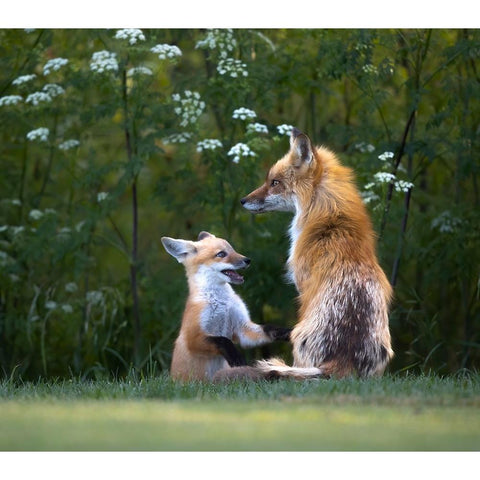Mommy IM Hungry ! White Modern Wood Framed Art Print by Tseng, Judy