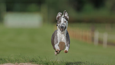 IM Coming ! White Modern Wood Framed Art Print with Double Matting by Engelbos, Mieke