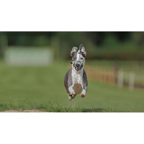 IM Coming ! White Modern Wood Framed Art Print by Engelbos, Mieke