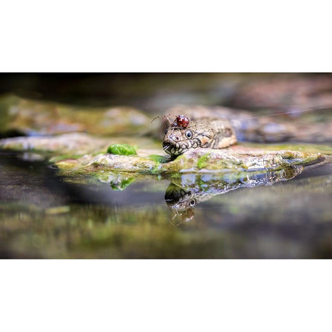 Spider White Modern Wood Framed Art Print by Lackner, Walter