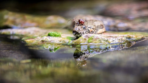 Spider Black Ornate Wood Framed Art Print with Double Matting by Lackner, Walter