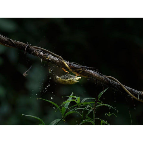 The Water Sipper Gold Ornate Wood Framed Art Print with Double Matting by Chakraborty, Chiranjib