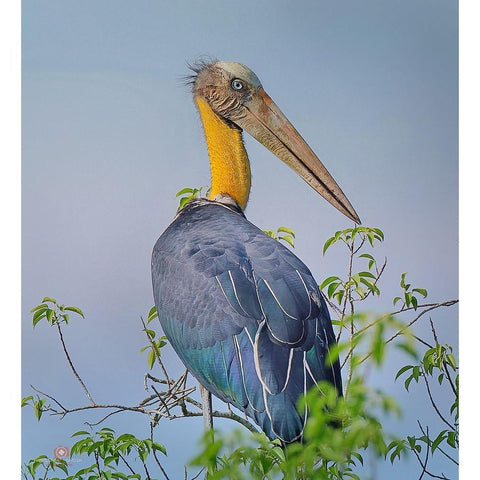 Lesser Adjutant White Modern Wood Framed Art Print by Ghosh, Indranil