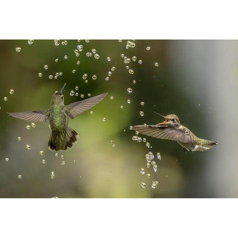 Summer Fun Gold Ornate Wood Framed Art Print with Double Matting by Tseng, Judy