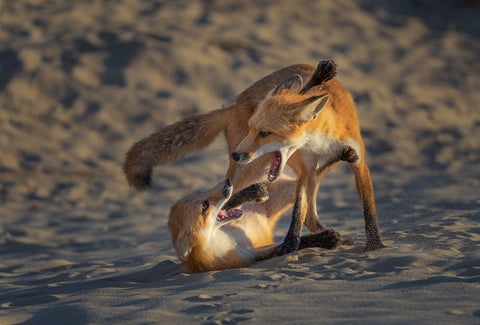 Play Time White Modern Wood Framed Art Print with Double Matting by P., Ruiqing