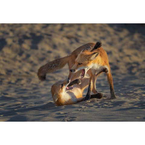 Play Time White Modern Wood Framed Art Print by P., Ruiqing