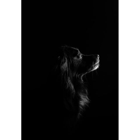 Black Dog White Modern Wood Framed Art Print by Casado Gutierrez, Paula