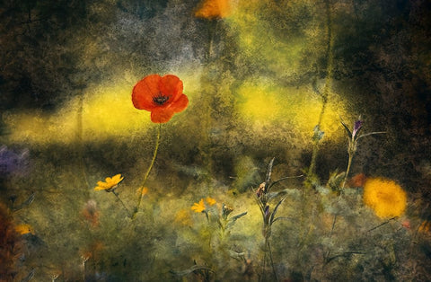 Poppy White Modern Wood Framed Art Print with Double Matting by Van Der, Jan