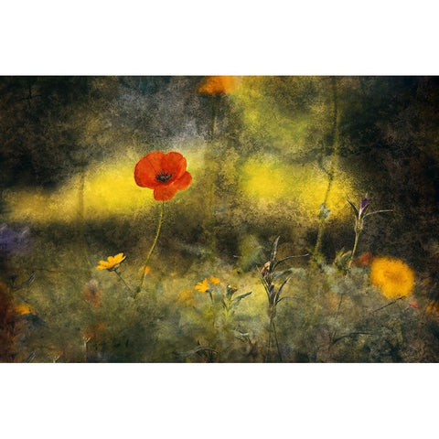 Poppy Black Modern Wood Framed Art Print by Van Der, Jan