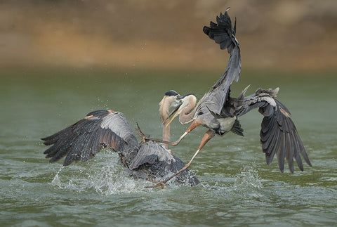 N/A White Modern Wood Framed Art Print with Double Matting by Li, Alex