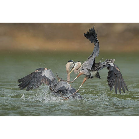 N/A White Modern Wood Framed Art Print by Li, Alex