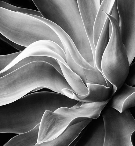 Agave Abstract, Summer 2022 White Modern Wood Framed Art Print with Double Matting by Wechsler, Robin