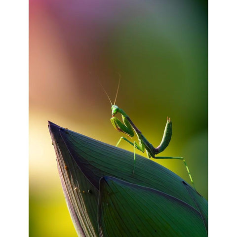 Mantis Black Modern Wood Framed Art Print by Huang, Johnson