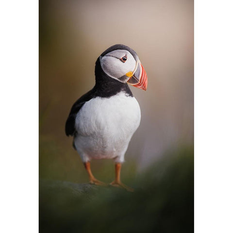 Puffin Posing In The Late Night Sun Gold Ornate Wood Framed Art Print with Double Matting by Renmyr, Magnus