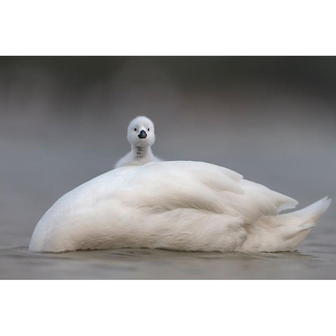 Cute Chick With Mum White Modern Wood Framed Art Print by Roshkumar