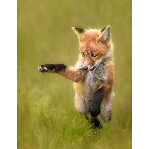 Playful Gold Ornate Wood Framed Art Print with Double Matting by D. Tang, Lisa