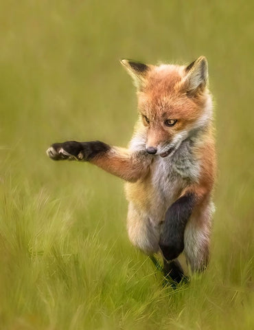 Playful Black Ornate Wood Framed Art Print with Double Matting by D. Tang, Lisa