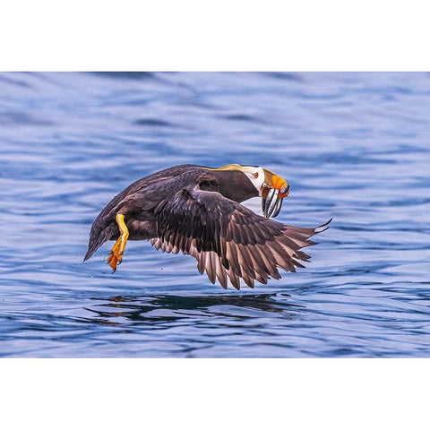 Q...Teach A Puffin To Fish.... Black Modern Wood Framed Art Print by C. Sink, Jeffrey