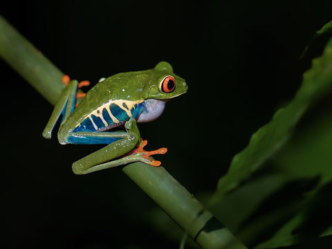 Red-Eyed Tree Frog Black Ornate Wood Framed Art Print with Double Matting by Zhang, Xiaohong