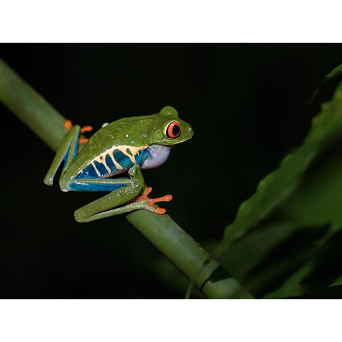 Red-Eyed Tree Frog Black Modern Wood Framed Art Print with Double Matting by Zhang, Xiaohong