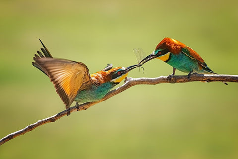 Bee-Eaters Interaction White Modern Wood Framed Art Print with Double Matting by And Wei, Siyu