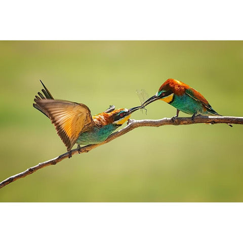 Bee-Eaters Interaction Black Modern Wood Framed Art Print with Double Matting by And Wei, Siyu