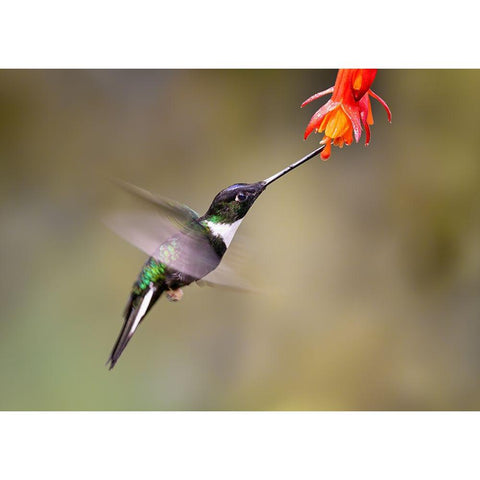 Slow Motion Of A Humming Bird Gold Ornate Wood Framed Art Print with Double Matting by And Wei, Siyu