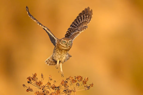 Gold Time White Modern Wood Framed Art Print with Double Matting by Rudaeff, Pablo