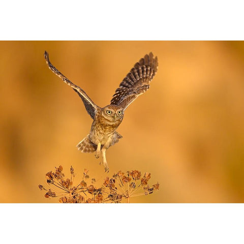 Gold Time White Modern Wood Framed Art Print by Rudaeff, Pablo