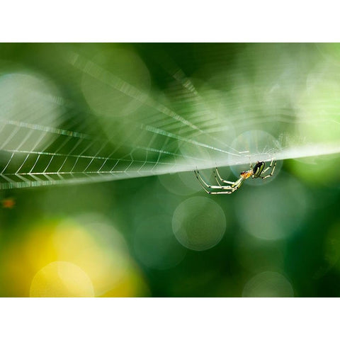 Ambush White Modern Wood Framed Art Print by Hirai, Takiko