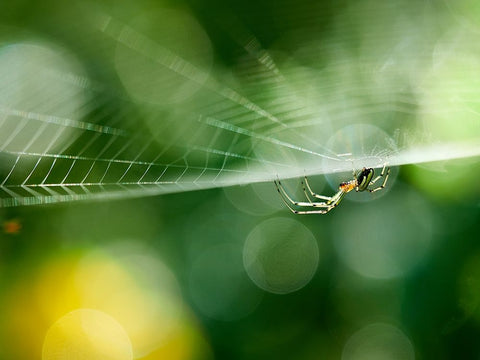 Ambush Black Ornate Wood Framed Art Print with Double Matting by Hirai, Takiko