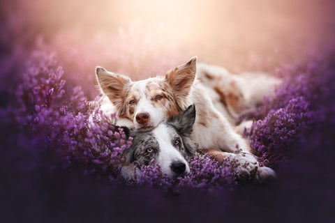 Fluffy Pillow White Modern Wood Framed Art Print with Double Matting by Shandor, Ve