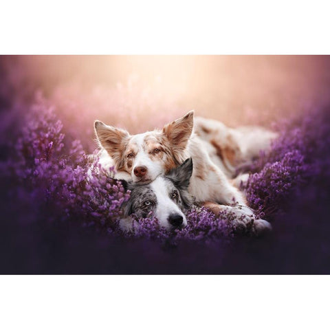 Fluffy Pillow Black Modern Wood Framed Art Print by Shandor, Ve