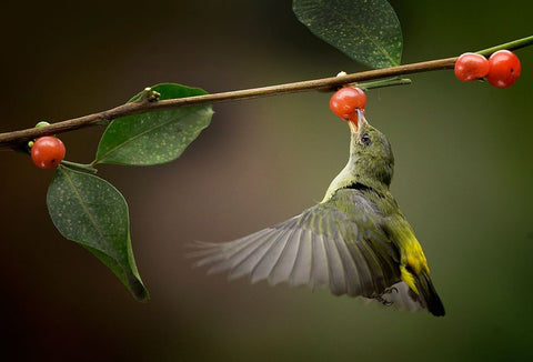 Sweet White Modern Wood Framed Art Print with Double Matting by Muliani Hartojo, Angela