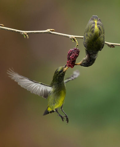 Share White Modern Wood Framed Art Print with Double Matting by Muliani Hartojo, Angela