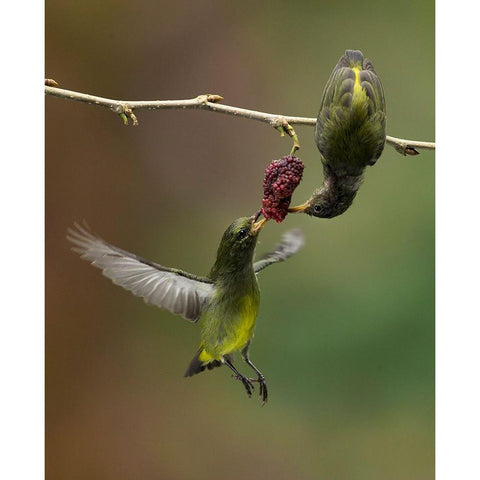 Share Black Modern Wood Framed Art Print with Double Matting by Muliani Hartojo, Angela