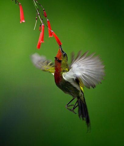 Sunbird 2 White Modern Wood Framed Art Print with Double Matting by Muliani Hartojo, Angela