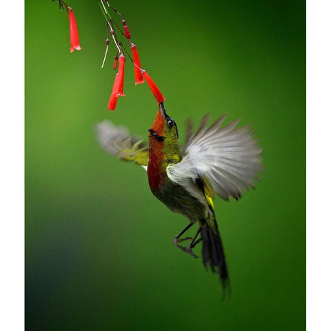 Sunbird 2 Black Modern Wood Framed Art Print with Double Matting by Muliani Hartojo, Angela