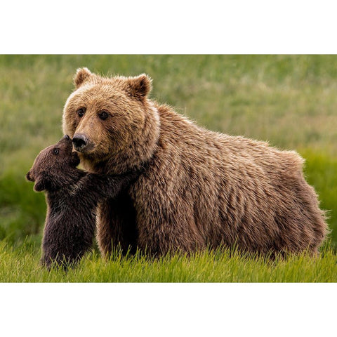 Brown Bear And Cub Black Modern Wood Framed Art Print with Double Matting by Christopher, Randy