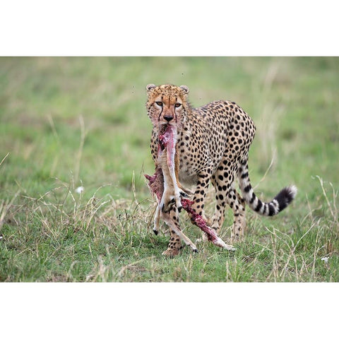 Kill Gold Ornate Wood Framed Art Print with Double Matting by Pozzi, Marco