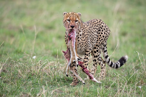 Kill Black Ornate Wood Framed Art Print with Double Matting by Pozzi, Marco