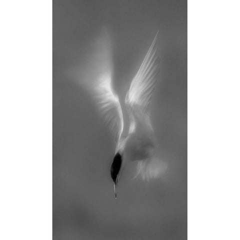 Searching Black Modern Wood Framed Art Print by Zhang, Mei