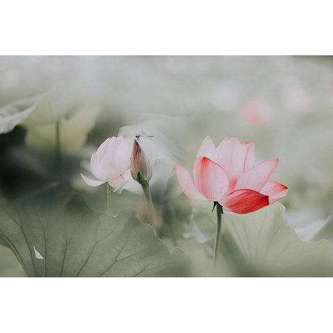 Beauty Black Modern Wood Framed Art Print with Double Matting by Kim, Youngil